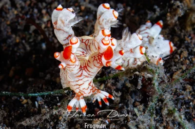 Bornella stellifera. Tulamben. Bali.