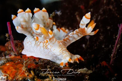 Bornella stellifera. Tulamben. Bali.