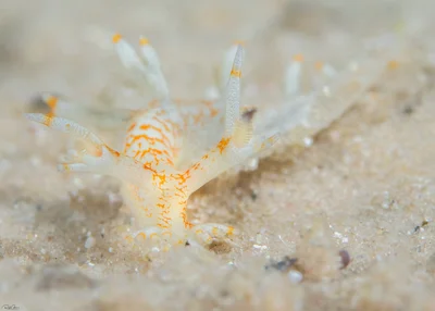 Star-tentacled Bornella - Bornella stellifera