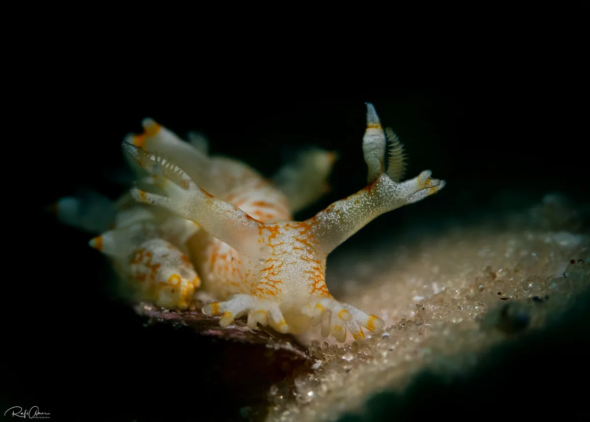 Star-tentacled Bornella - Bornella stellifera