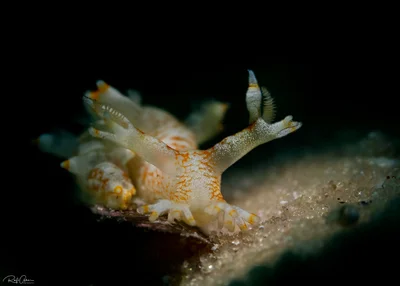 Star-tentacled Bornella - Bornella stellifera