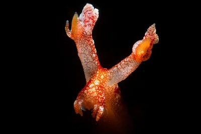 Bornella in the dark