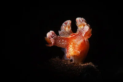 Bornella in the dark