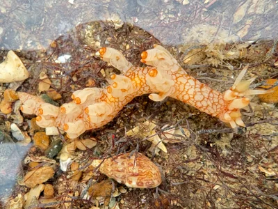 Bornella stellifera - Arabian Sea, Maharashtra, IN