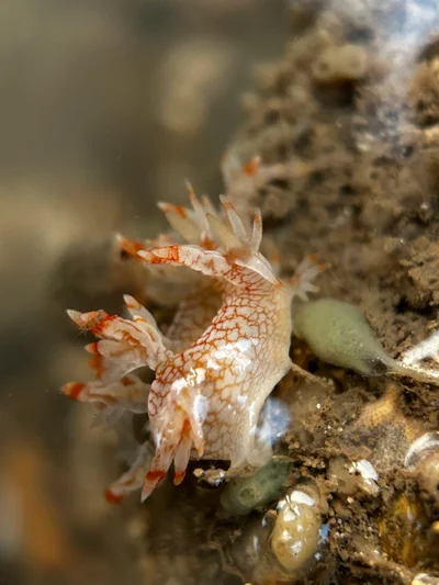 Bornella stellifera - Arabian Sea, Maharashtra, IN