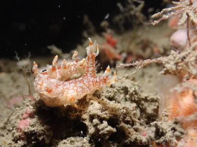 Bornella stellifera - 蝙蝠洞