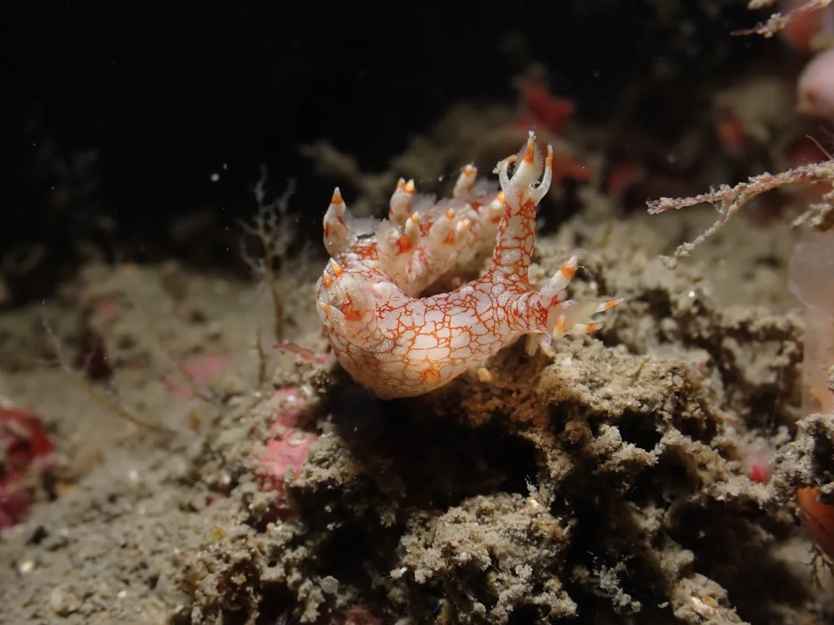 Bornella stellifera - 蝙蝠洞
