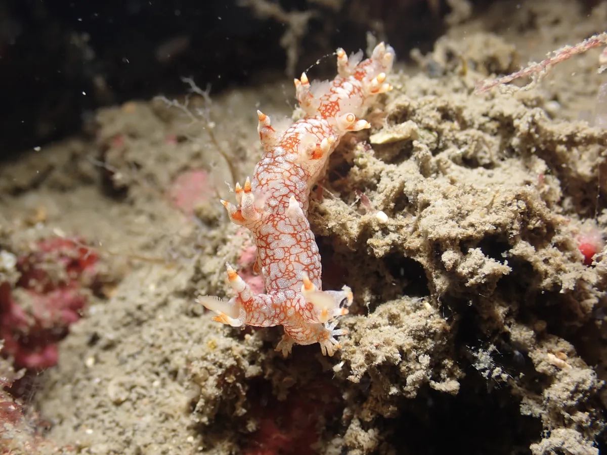 Bornella stellifera - 蝙蝠洞