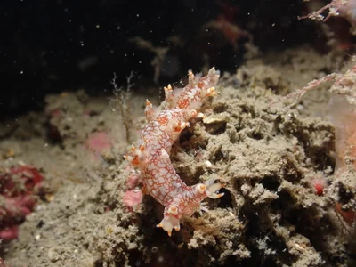 Bornella stellifera - 蝙蝠洞