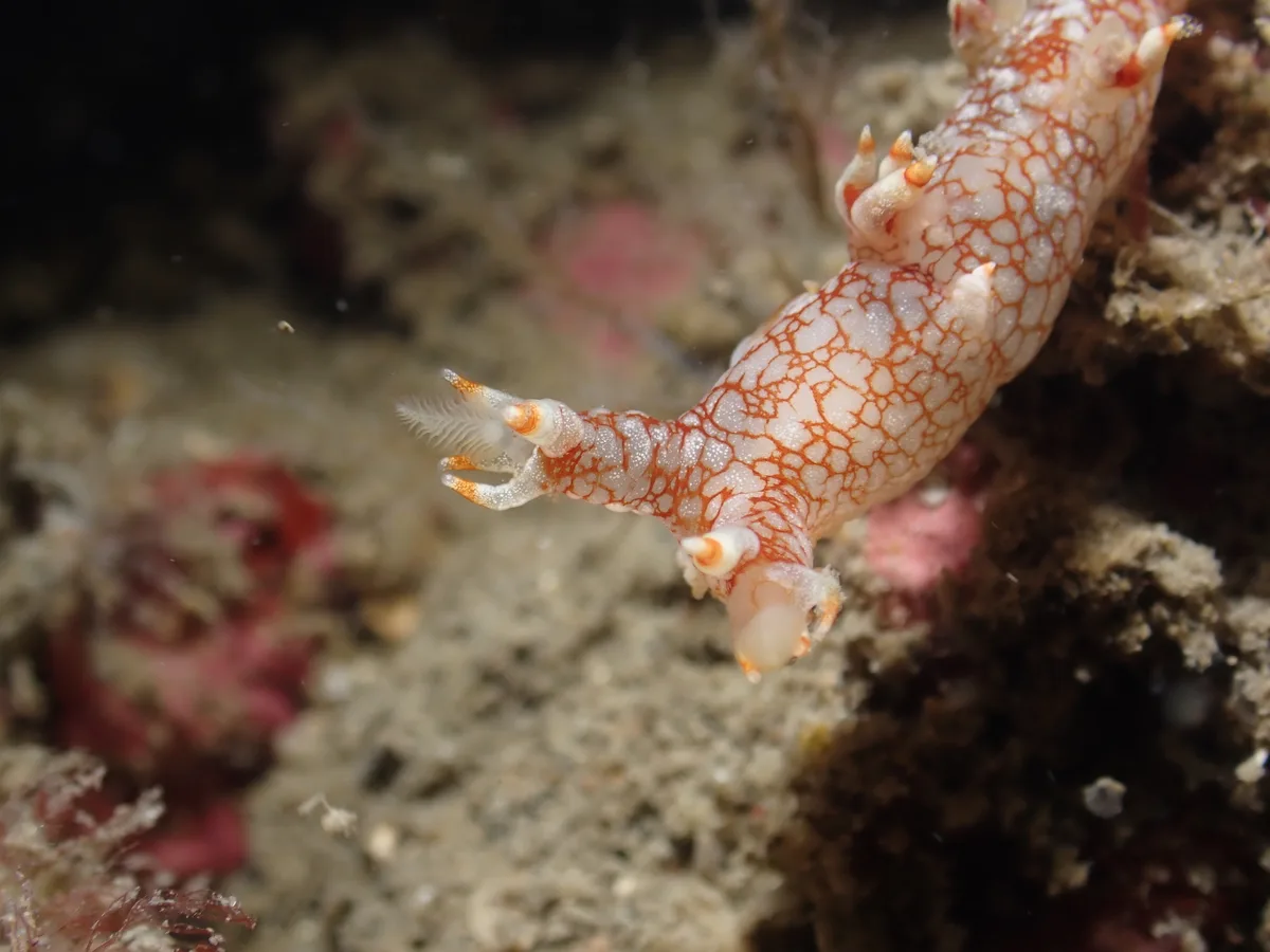 Bornella stellifera - 蝙蝠洞
