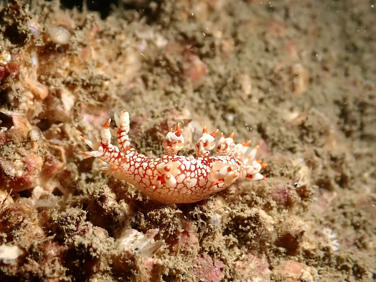 Bornella stellifera - New Territories, HK