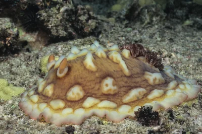 Asteronotus cespitosus