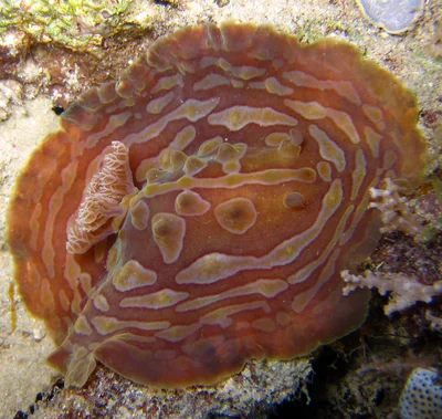 Asteronotus cespitosus