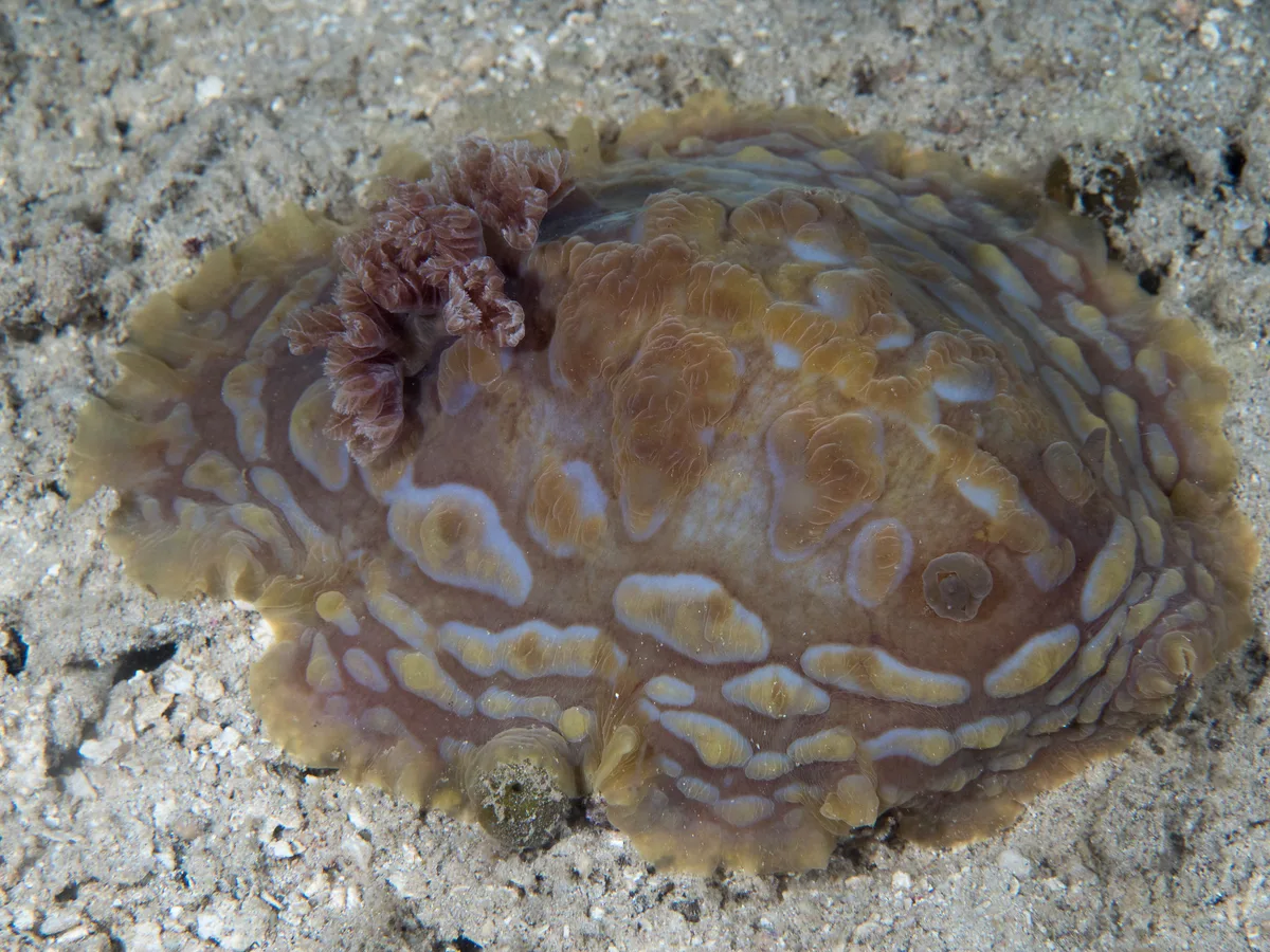 Asteronotus cespitosus