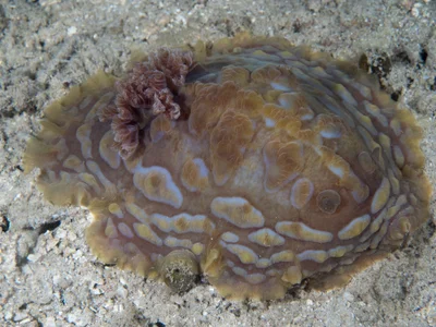 Asteronotus cespitosus