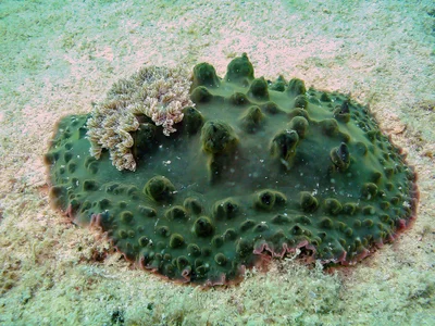 Asteronotus cespitosus