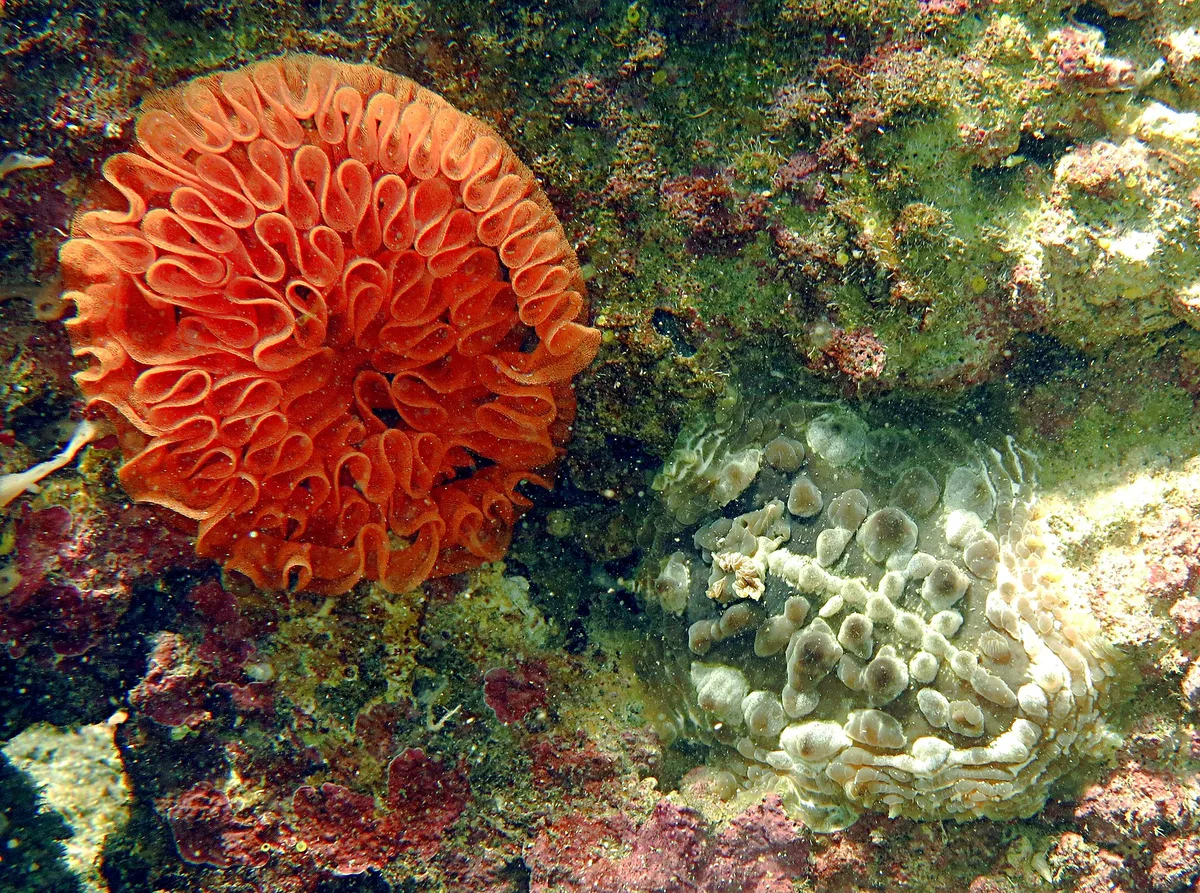 Asteronotus cespitosus and eggs