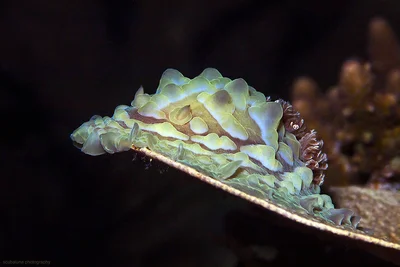 Lumpy Asteronotus (Asteronotus cespitosus)