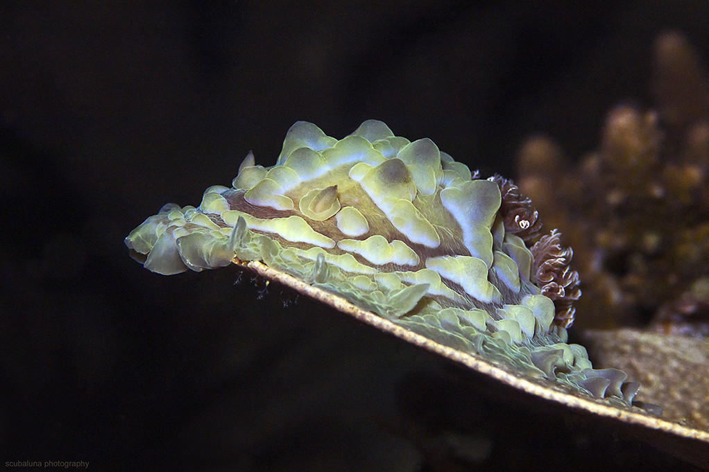 Lumpy Asteronotus (Asteronotus cespitosus)