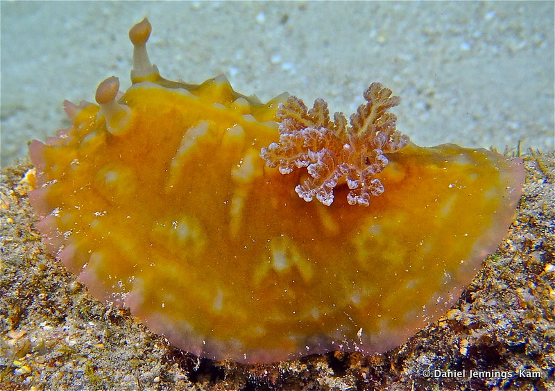 Asteronotus cespitosus