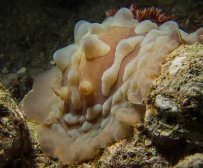 Asteronotus cespitosus