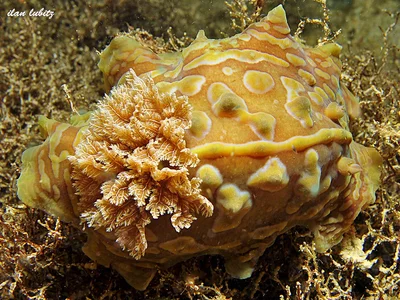 asteronotus cespitosus