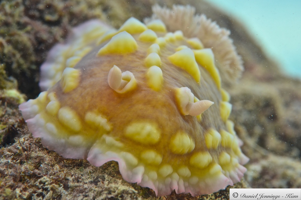 Asteronotus cespitosus