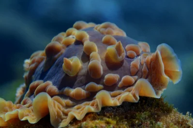 Asteronotus cespitosus