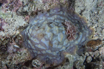 Asteronotus cespitosus