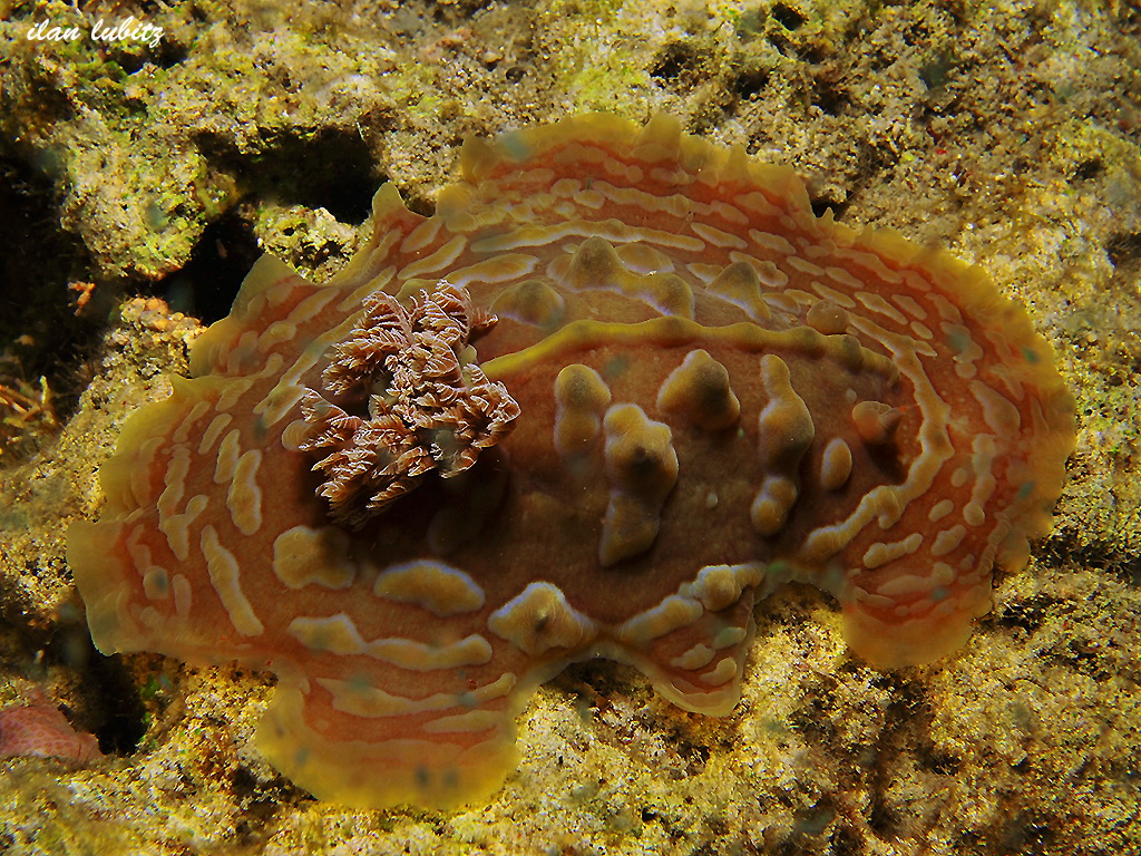 asteronotus cespitosus