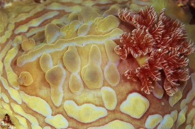 Nudibranch (Asteronotus cespitosus)