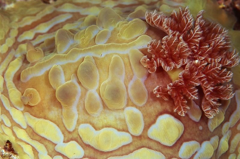 Nudibranch (Asteronotus cespitosus)