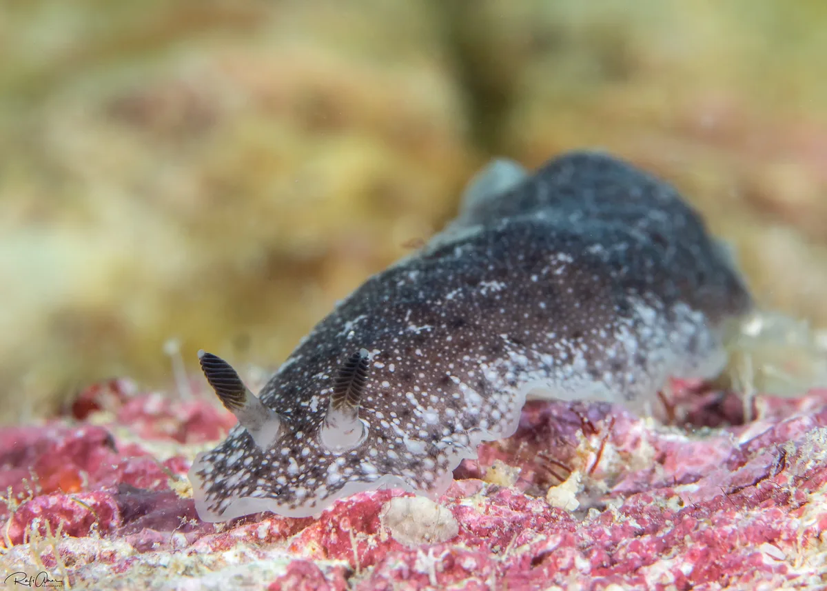 Dendrodoris elongata