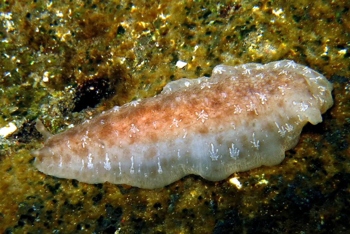 Dendrodoris elongata