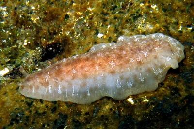 Dendrodoris elongata
