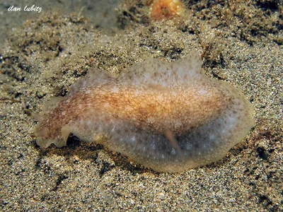 Dendrodoris elongata