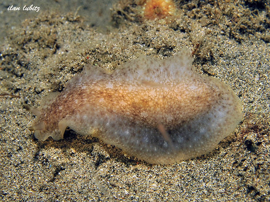 Dendrodoris elongata