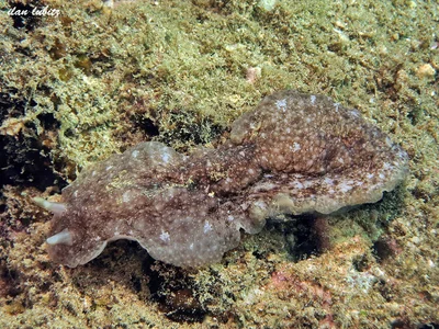 Dendrodoris elongata (3)