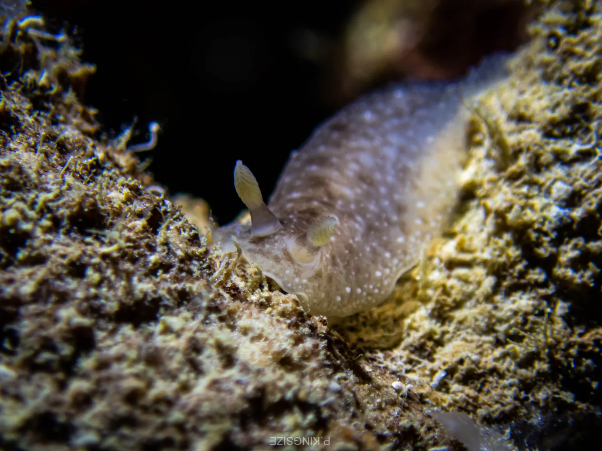Dendrodoris elongata