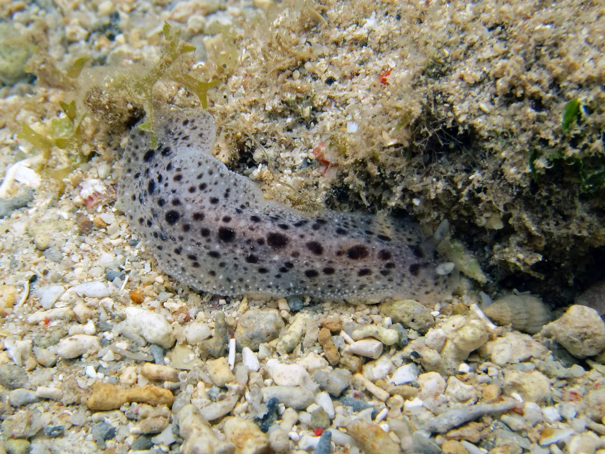 Dendrodoris elongata