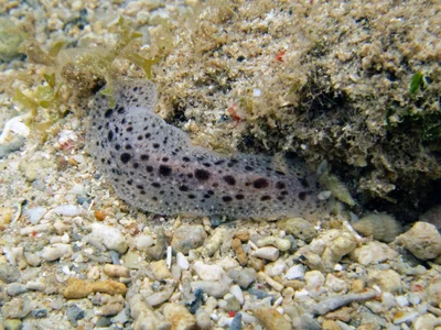 Dendrodoris elongata