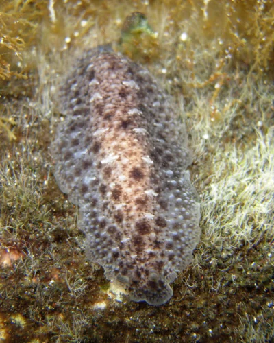 Dendrodoris elongata - L'Étang-Salé, RE-PL, RE