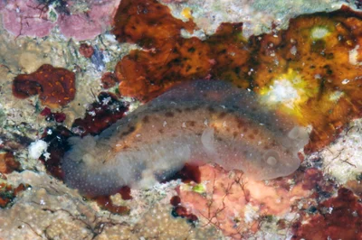 Dendrodoris elongata - Lubang, Occidental Mindoro, Philippines