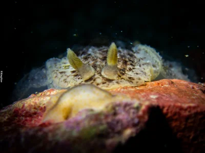 Dendrodoris elongata - ประเทศไทย