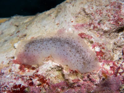 Dendrodoris elongata - Wing beach dive site, Saipan, CNMI