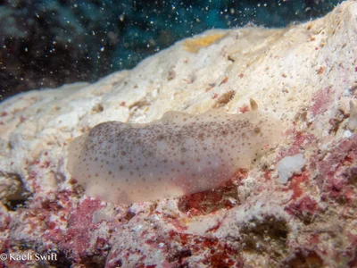 Dendrodoris elongata - Wing beach dive site, Saipan, CNMI