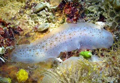 Dendrodoris elongata - Kwajalein Atoll, RMI