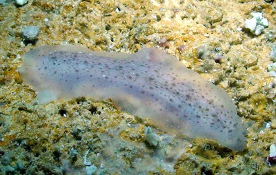 Dendrodoris elongata - Kwajalein Atoll, RMI