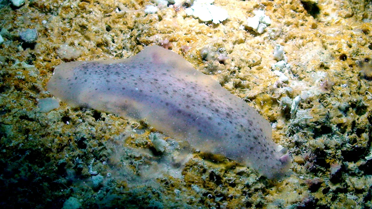 Dendrodoris elongata - Kwajalein Atoll, RMI