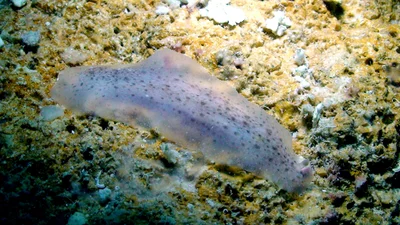 Dendrodoris elongata - Kwajalein Atoll, RMI